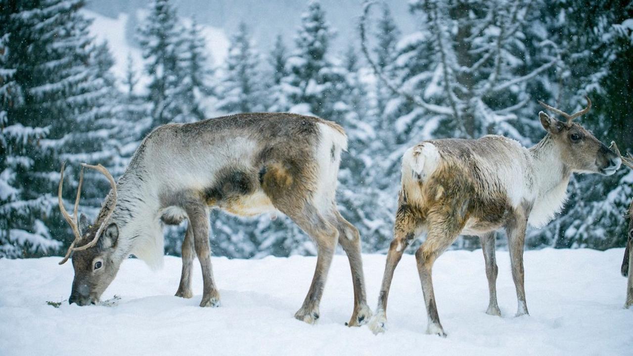 Les Chalets Autrichiens - Megève Zewnętrze zdjęcie